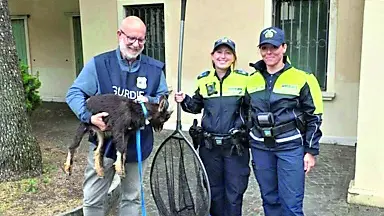 La capretta con il volontario Oipa e i vigili urbani