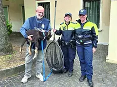 La capretta con il volontario Oipa e i vigili urbani