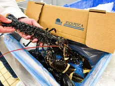 Il nuovo packaging sostenibile di JesolPesca