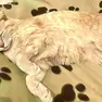 Il gatto picchiato in via Martin Luther King