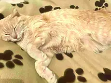 Il gatto picchiato in via Martin Luther King