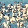 Un gruppo di fenicotteri in laguna