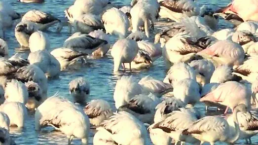 Ventimila fenicotteri in laguna di Venezia, censite 227 specie di volatili