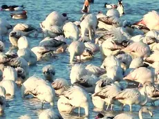 Un gruppo di fenicotteri in laguna