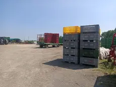 Le casse per il radicchio che i braccianti avrebbero dovuto riempire dopo la raccolta in campo