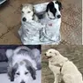 I cani spariti con la madre e i due figli e, a destra, il campo base delle ricerche a Tarcento (foto Petrussi)