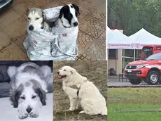 I cani spariti con la madre e i due figli e, a destra, il campo base delle ricerche a Tarcento (foto Petrussi)