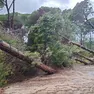 Gli alberi caduti a Bibione a causa del maltempo