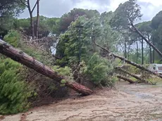 Gli alberi caduti a Bibione a causa del maltempo