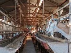 Un allevamento di capre dove era costratto a lavorare
