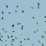 Uno stormo di rondini in volo
