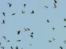 Uno stormo di rondini in volo
