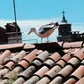 Un gabbiano sui tetti di Venezia