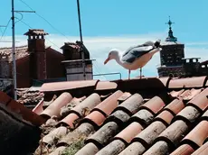 Un gabbiano sui tetti di Venezia
