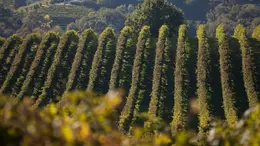 Il Veneto con 43 vini Dop e 10 Igp si conferma la prima regione vinicola