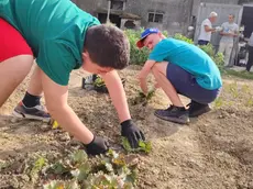 Ragazzi e operatori al lavoro a Ortolab dove sono state rubate le piantine di insalata