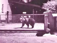 L’orso ripreso dalle telecamere nell’abitato di Priuso, frazione di Socchieve