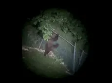 L'orso che scavalca il recinto dopo aver predato due capre