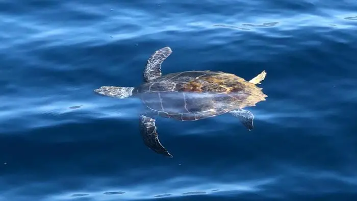 Tartaruga Caretta in Adriatico, via al progetto di gestione