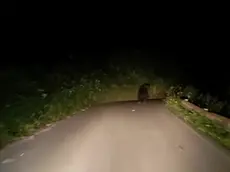 L'orso attraversa la strada