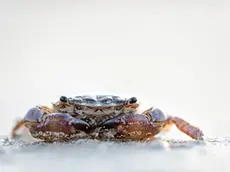 Lo scatto di un granchio corridore realizzato dal fotografo Castelletto