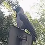 Ecco la cornacchia di via Damiani ripresa dal video di Guido Iemmi