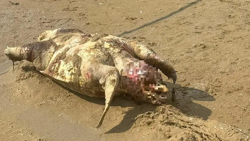 Tartaruga Caretta caretta trovata morta in spiaggia a Jesolo