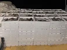 Casse di pesce sequestrato in una foto d'archivio