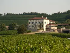 Un vigneto del Collio, l’area studiata dai ricercatori dell’UniTs