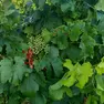 Grandinata nel Portogruarese, vigneti distrutti tra Pramaggiore e Annone