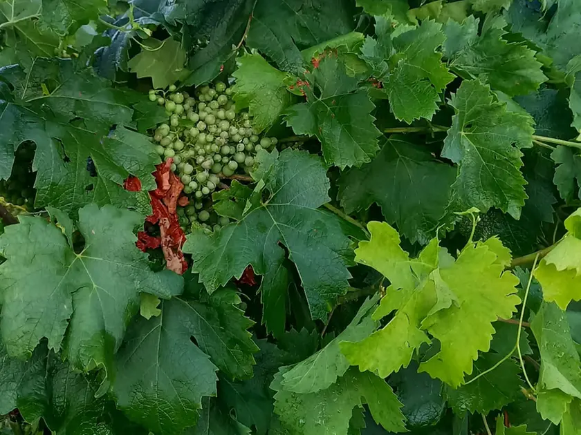 Grandinata nel Portogruarese, vigneti distrutti tra Pramaggiore e Annone