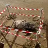 La carcassa della tartaruga in spiaggia a Jesolo