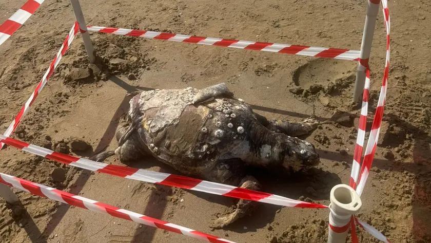 La carcassa della tartaruga in spiaggia a Jesolo