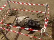 La carcassa della tartaruga in spiaggia a Jesolo