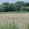 Un campo di soia preso di mira dalle oche selvatiche