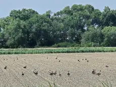 Un campo di soia preso di mira dalle oche selvatiche