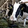 Coldiretti e Cia denunciano una crisi dell'agricoltura legata al caldo