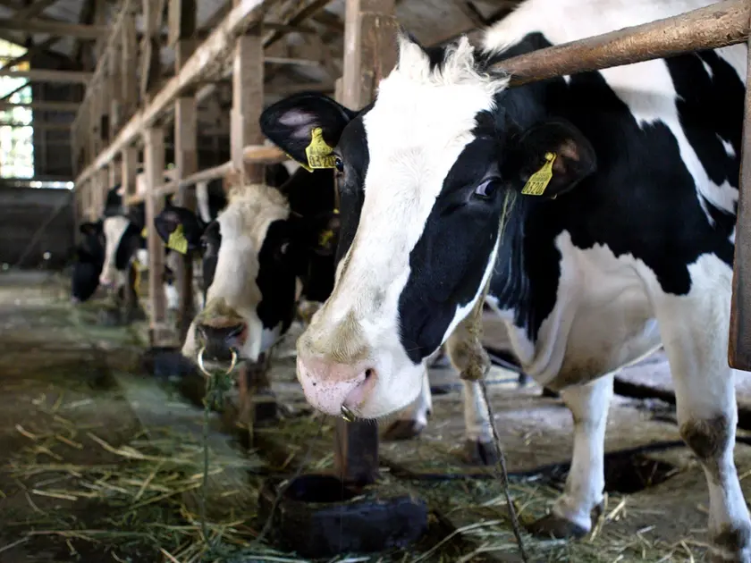 Coldiretti e Cia denunciano una crisi dell'agricoltura legata al caldo