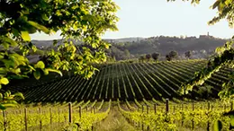 Le colline del Prosecco