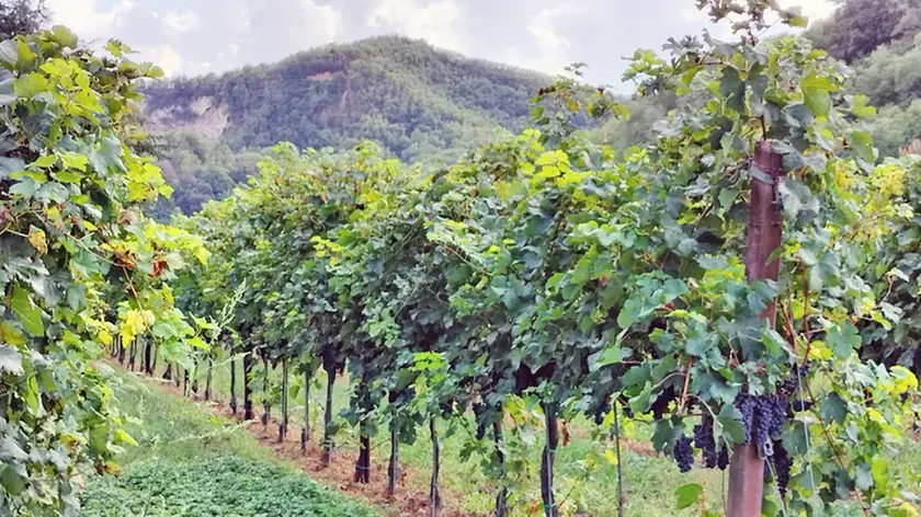 Vendemmia a rischio anticipo in Veneto per il gran caldo