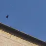 Una delle reti della Basilica con un uccello impigliato