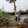L'albero caduto sulla provinciale Piove di Sacco-Dolo