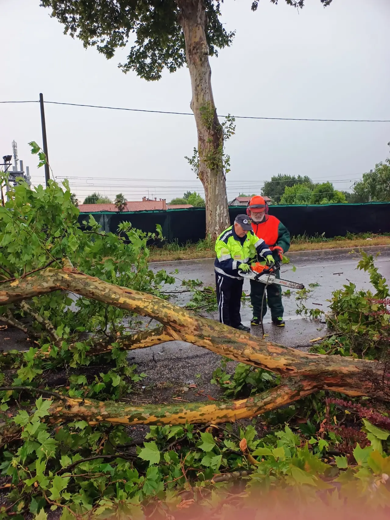 L'albero caduto sulla provinciale Piove di Sacco-Dolo