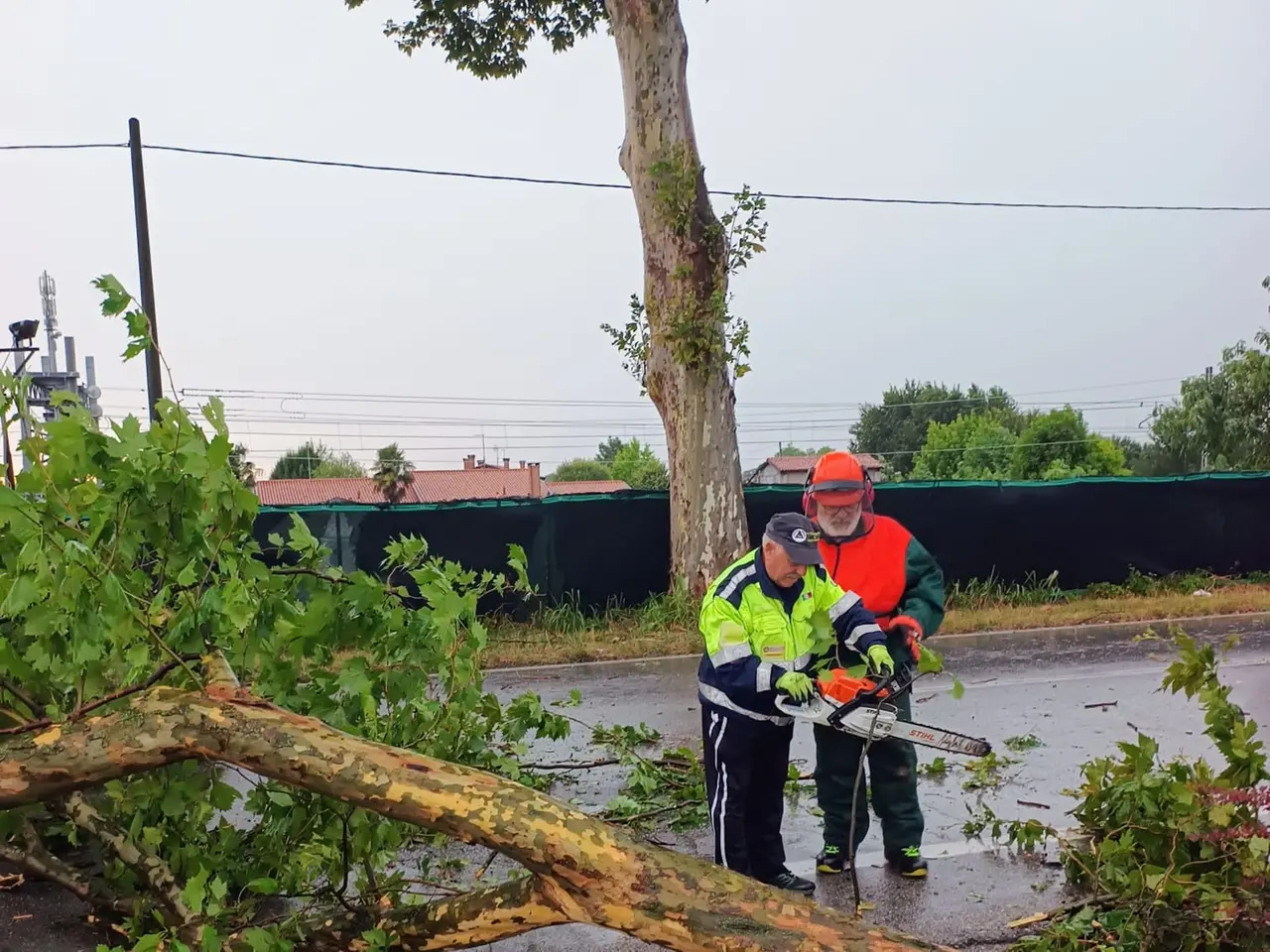 L'albero caduto sulla provinciale Piove di Sacco-Dolo