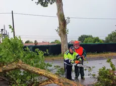 L'albero caduto sulla provinciale Piove di Sacco-Dolo