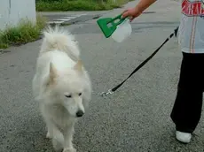 A spasso con il cane muniti di paletta raccogli-deiezioni