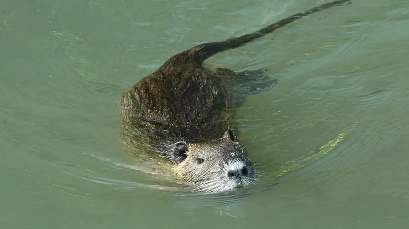 Una nutria nuota in acqua