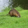 Associazioni animaliste contro il piano del Veneto di eradicazione della nutria