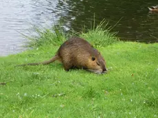 Associazioni animaliste contro il piano del Veneto di eradicazione della nutria