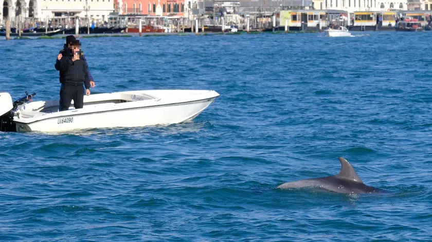 Il delfino Mimmo